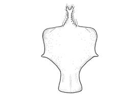   Anthidium placitum  male, diagram showing ventral view of eighth sternum (S8), diagram from Gonzalez and Griswold 2013 

